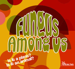 Fungus Among Us